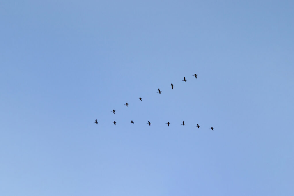 A flock of geese flying in a clear V formation high against a plain blue sky.