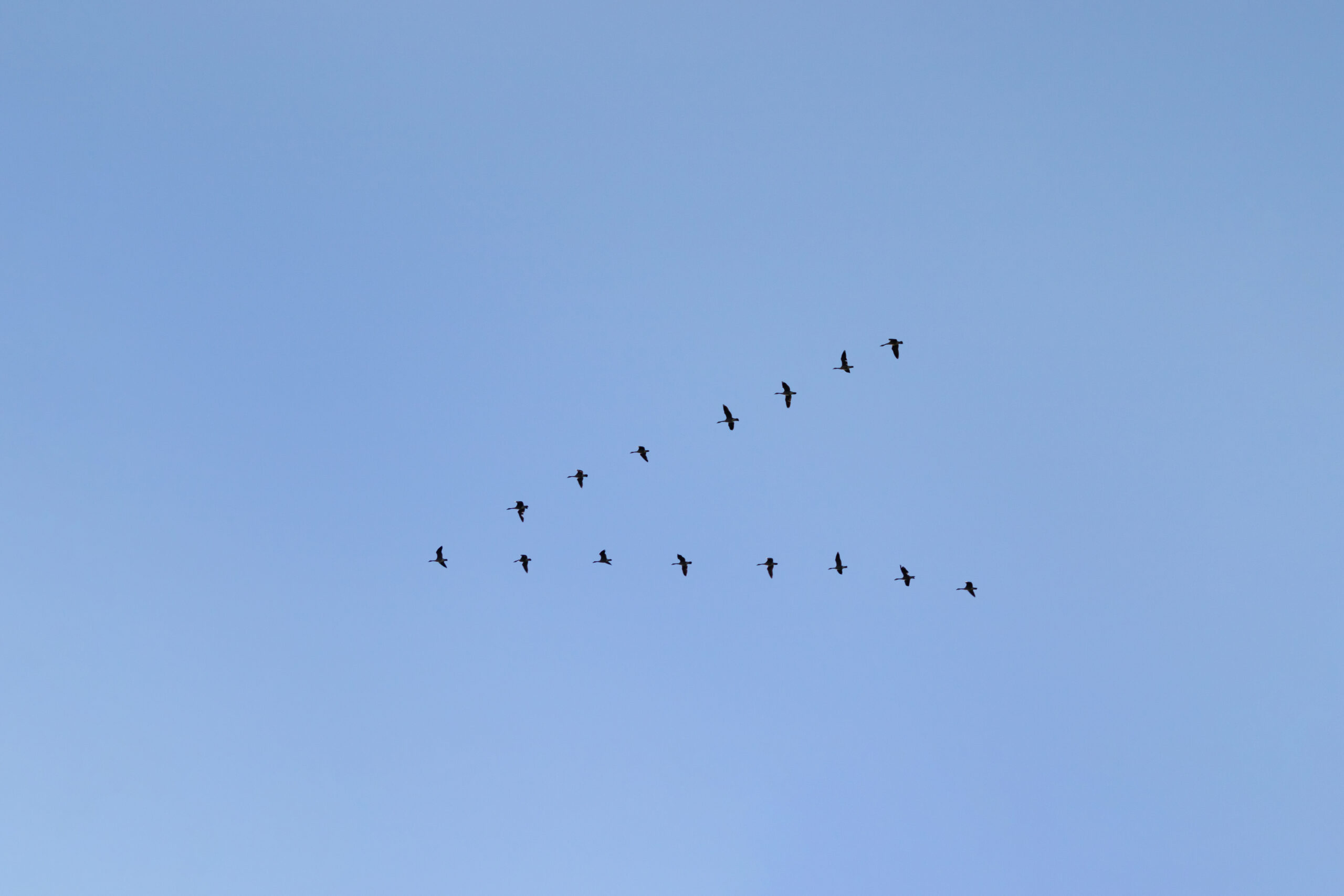 A flock of geese flying in a clear V formation high against a plain blue sky.