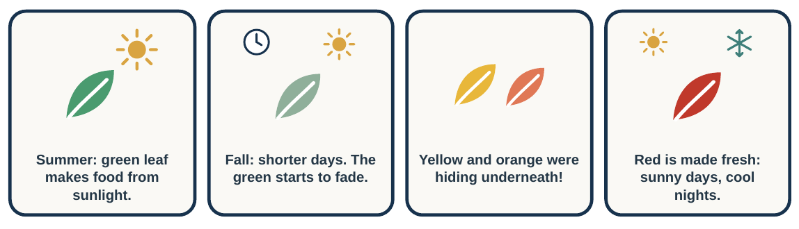 Four frames: a green leaf in summer sun; shorter fall days and the green fading; yellow and orange showing; a red leaf made fresh after sunny days and cool nights