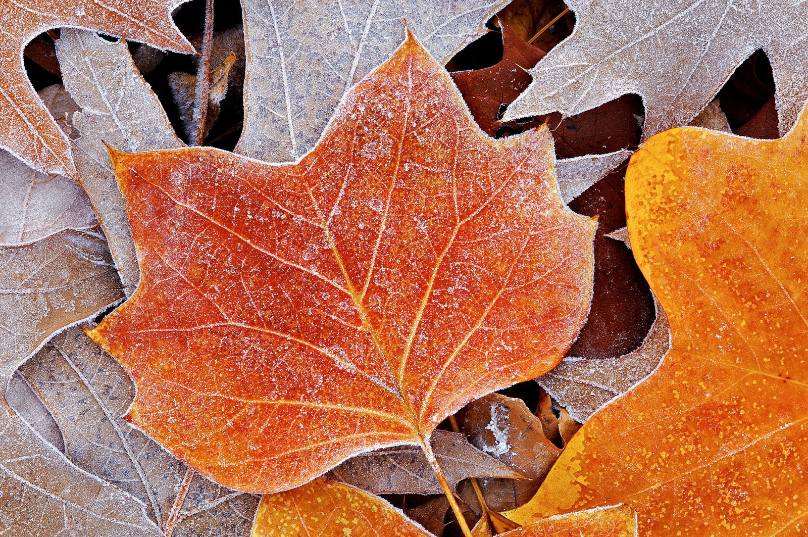 Fallen autumn leaves edged with white frost crystals, a bright orange tulip-tree leaf in the middle.