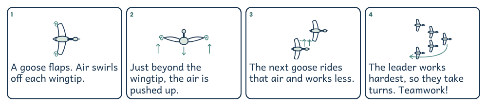 Four-frame comic: a goose seen from above with air swirling off each wingtip; a goose seen from behind with air pushed down behind it and up beyond each wingtip; a second goose flying behind and to the side of the leader, riding the rising air; a V of five geese with an arrow looping from the front to the back.